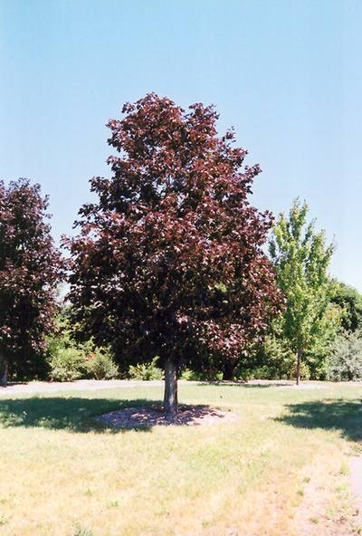 درخت افرای سلطنتی برگ پهن 